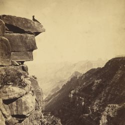 Man Meets Bear - Temples Of Zion